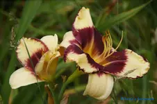 comp_DSC08024.jpg