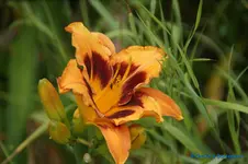 comp_DSC08042.jpg