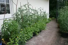 Juli0719.webp
