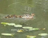 Forum Ente Mathilde Kükis 2019_07_07 P1130685.webp