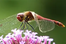 image003.webp