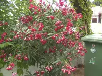 BILD1276.webp