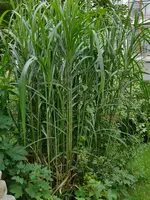 IMG_20190708_180243.webp