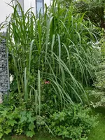 IMG_20190708_180231.webp