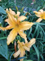20190708_184653.webp