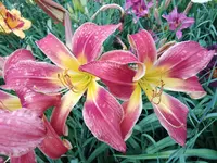 20190708_184617.webp