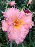 20190708_184611.webp