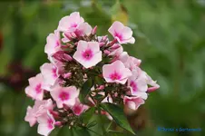 comp_DSC08040.webp