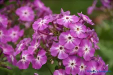 comp_DSC08041.webp