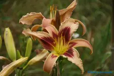 comp_DSC08049.webp