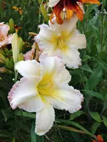 20190708_184541_HDR.webp