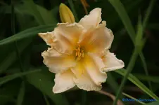 comp_DSC08050.jpg