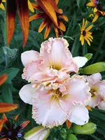 20190708_184546_HDR.jpg