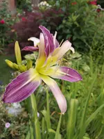 IMG_20190708_182641.webp
