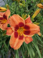 IMG_20190708_182659.webp