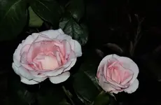 2019rsn07.webp