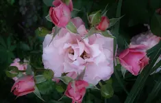 2019rsn08.webp
