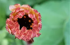 2019blmn65.webp