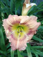20190709_071740.webp