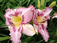 20190709_071718.webp