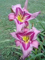 20190709_071550.webp