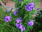 DSC00521.JPG