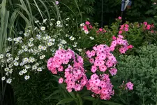 Juli2517.webp