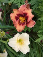 IMG_20190709_170034.webp