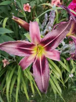 IMG_20190709_170053.jpg