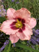 IMG_20190709_170102_1.webp
