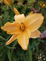 IMG_20190709_170138.webp
