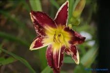 comp_DSC08061.webp