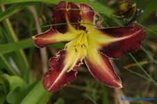 comp_DSC08066.webp