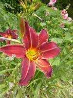 P1130480.webp