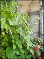 c091.jpg