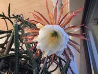 DSCF2526 (2).webp