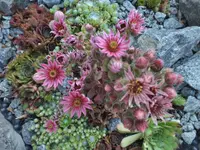 DSCF2510.JPG