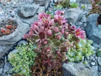 DSCF2512.webp