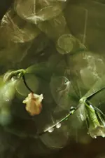 Schleierkraut03.webp Schleierkraut03.webp