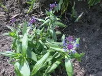Flockenblume.webp