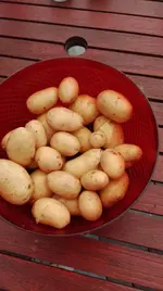 Kartoffelernte.jpeg
