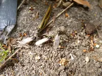 P1040833.webp P1040833.webp