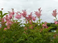 P1020725.webp