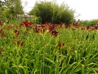 P1020733.webp