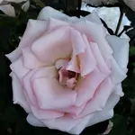 2019rsn05.webp