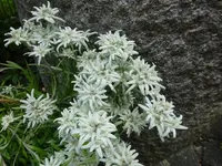 DSC00533.JPG