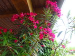 DSC00535.JPG
