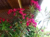 DSC00535.webp
