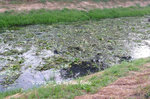 Forum Fluss Wasserpflanzen 2019_07_12 P1130780.jpg