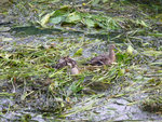 Forum Duckies Fluss Wasserpflanzen 2019_07_12 P1130782.jpg